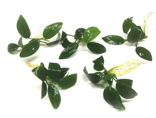 Anubias nana petite live - nana,