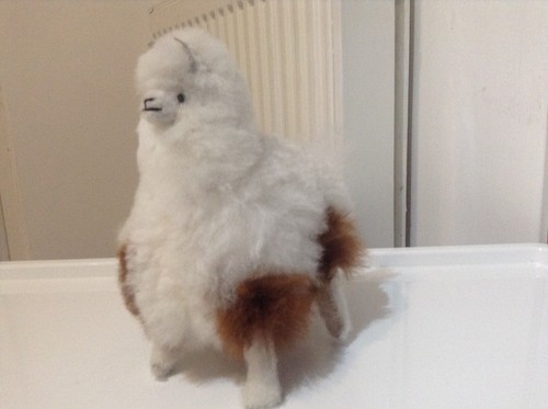 Alpaca fur ethically - alpaca,