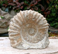 Large Fossil Ammonite