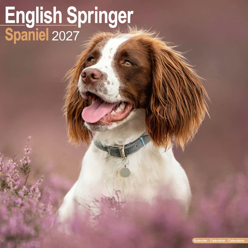 Eng springer spaniel - springer,