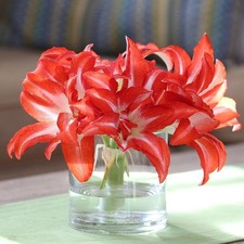 01 beautiful Amaryllis double