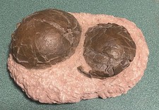 MUSEUM BLOWOUT!--Dinosaur "Egg