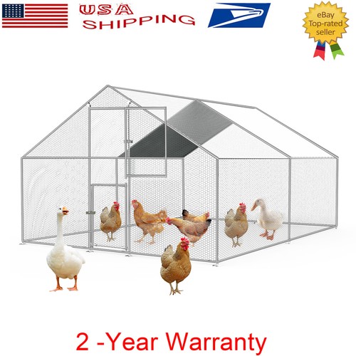 13x10 large walk chicken - walk,