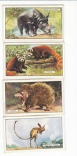 Four 1937 Wild Animal Cards