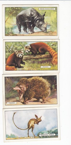 Four 1937 wild animal - wild, cards