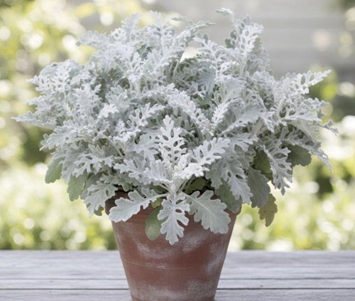 Silver dust cineraria - 2x,