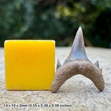 Rare: palaeohypotodus rutoti