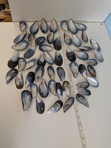 5053 large cornish - 5053#., mussel
