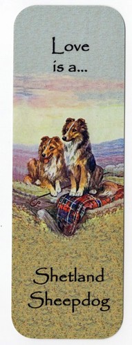 Shetland sheepdog sheltie dog - sheepdog,