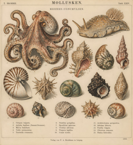 1859 octopus snails - octopus,