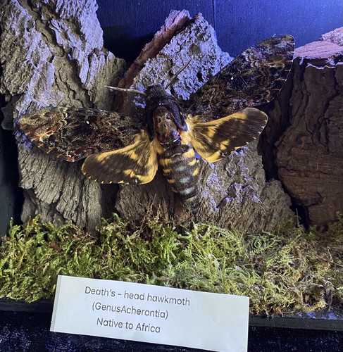 Death head hawkmoth with - hawkmoth,