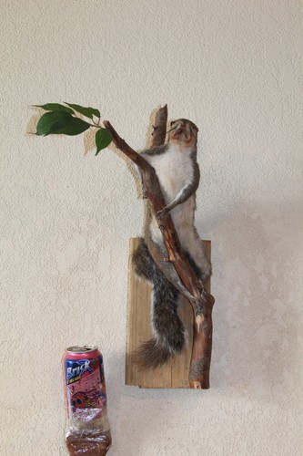 Taxidermy squirrel chipmunk - taxidermy,