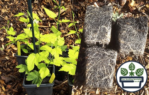 Essential homebrew hop plants - homebrew,