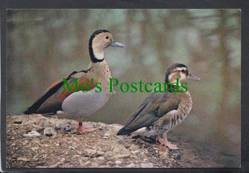 Birds postcard ringed teal - -,