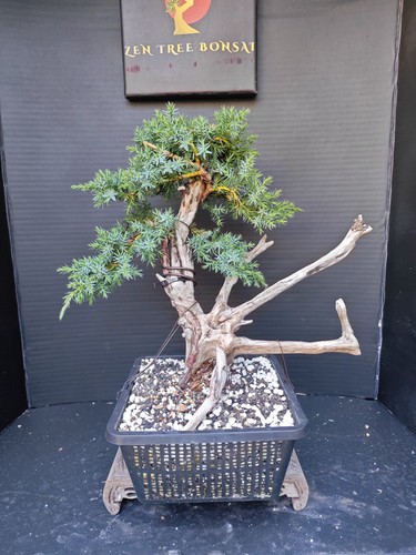 Tanuki needle juniper bonsai - tanuki,