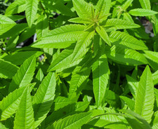 Lemon Verbena  herb plant 9cm