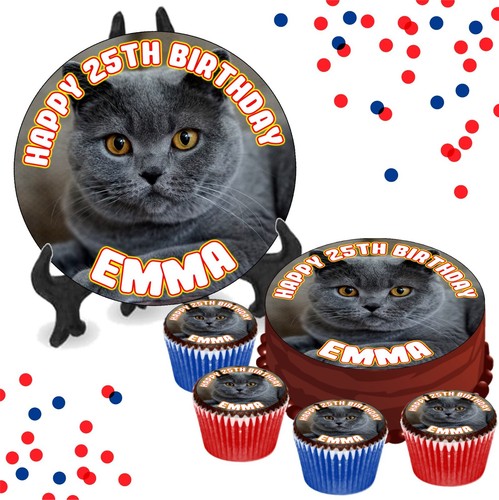 British shorthair grey cat - british,