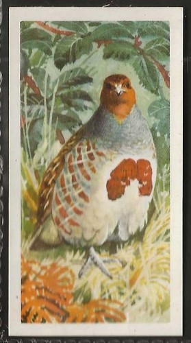 Brooke bond bird - bond, (tea)-bird