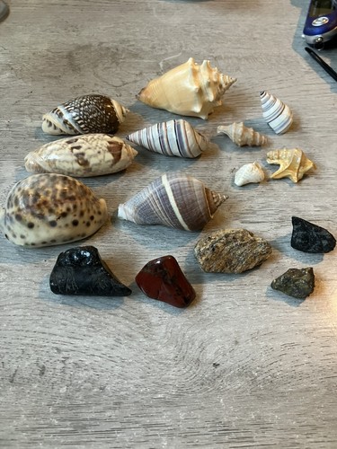 Job lot seashells and - lot,