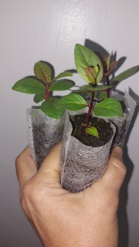 Pink guava fruit plant - 2x,