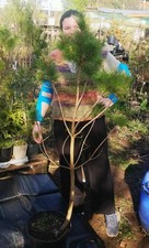 Pinus radiata / Monterey Pine