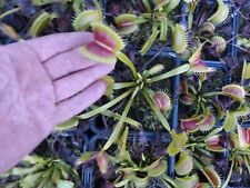 Carnivorous Plant - Venus Fly Trap - Dionaea Muscipula - ISBC09