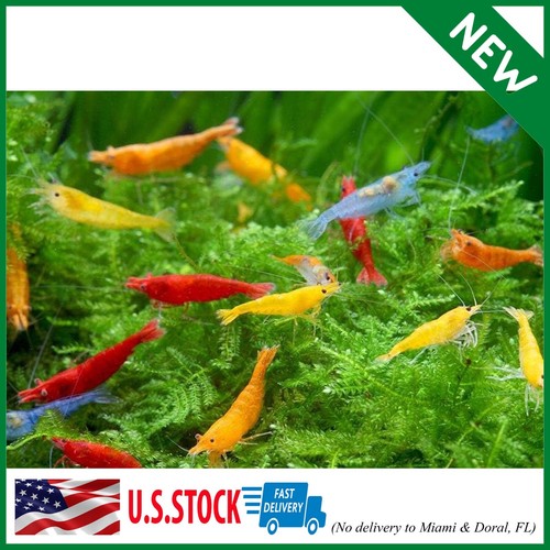 Mixed color neocaridina - 20,
