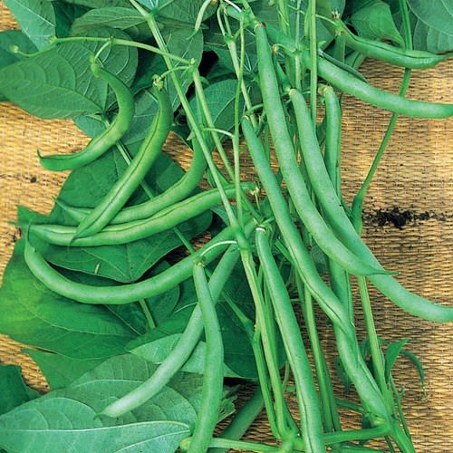 300 climbing french bean - x,