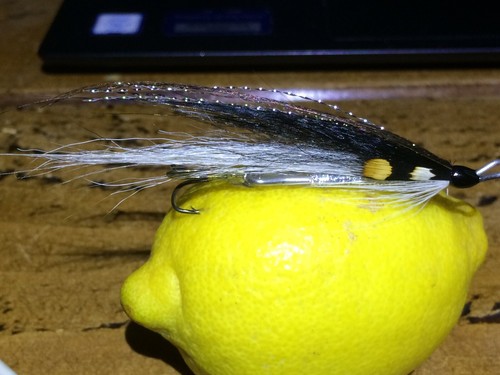 Sea trout salmon - sea,