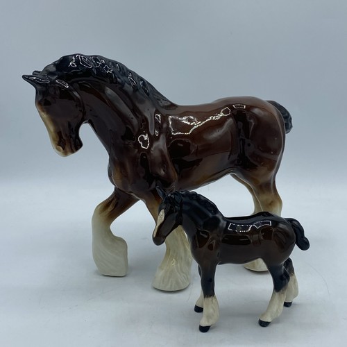 Glossy brown shire mare foal - mare,