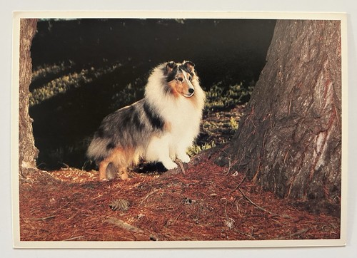 1990 firefly dog - firefly,