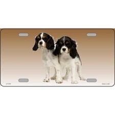 Cavalier King Charles Spaniel