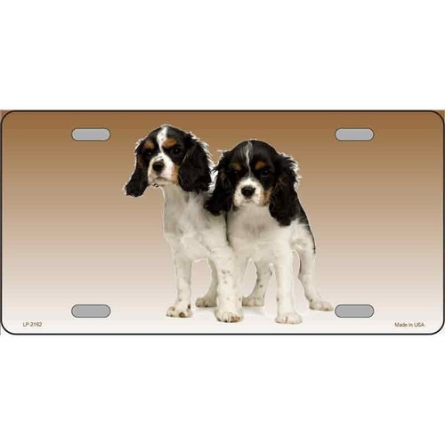 Cavalier king charles spaniel - cavalier,