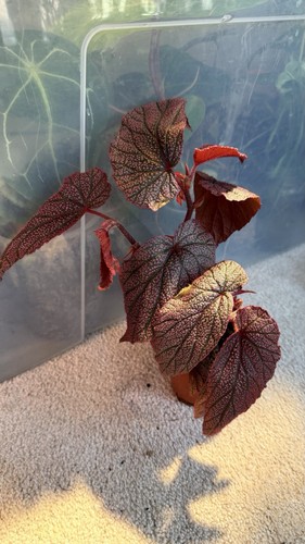 Begonia morris house plant 8cm - begonia,