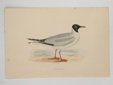 Laughing Gull British Bird
