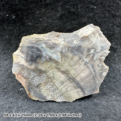 Petrified wood agatized - wood,