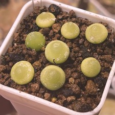 Exact Plant，8pcs Conophytum