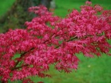 Acer palmatum Deshojo in 9cm