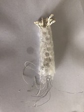 oo gauge street lamps 3v Dc