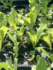 Chinese Cabbage, Wong Bok X6