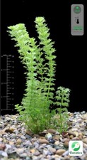 5 X Limnophila Sessiliflora -