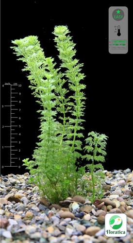 Limnophila sessiliflora - x,