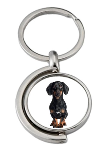 Black dachshund dog - black,