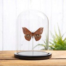 Giant Saturn Moth In Glass