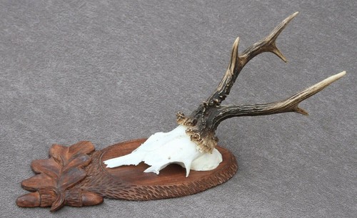 Roe deer trophy taxidermy - roe, (taxidermy