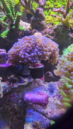 Movable coral frag - movable,
