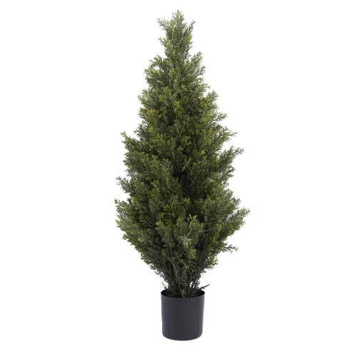 Cypress cedar tree 90cm - cypress,
