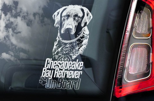 Chesapeake bay retriever - bay,