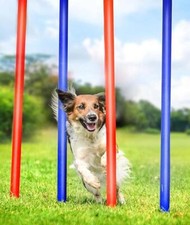 Dog Agility Slalom Training