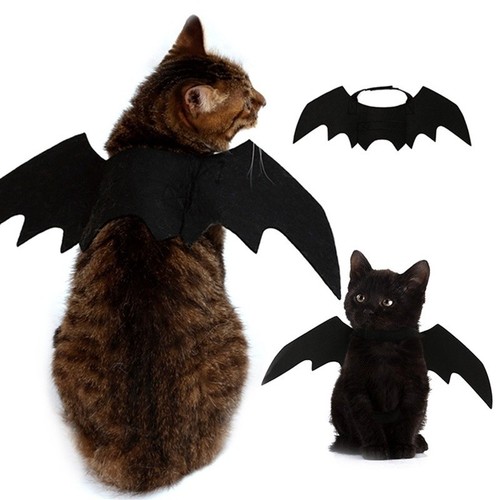 Pet cat dog bat - pet,